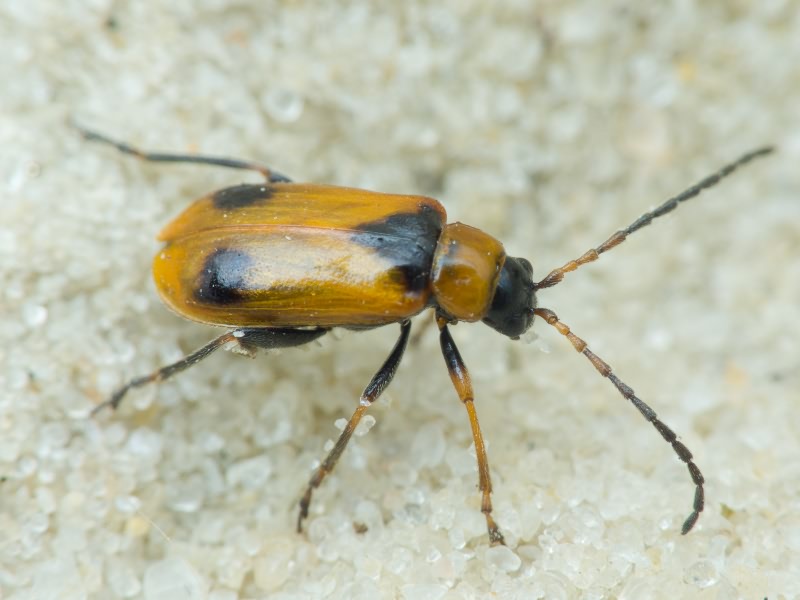 Phyllobrotica elegans Kraatz, 1866